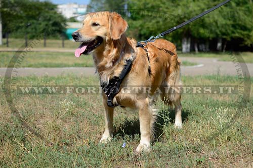Pettorina in cuoio con borchie a punta per Golden Retriever